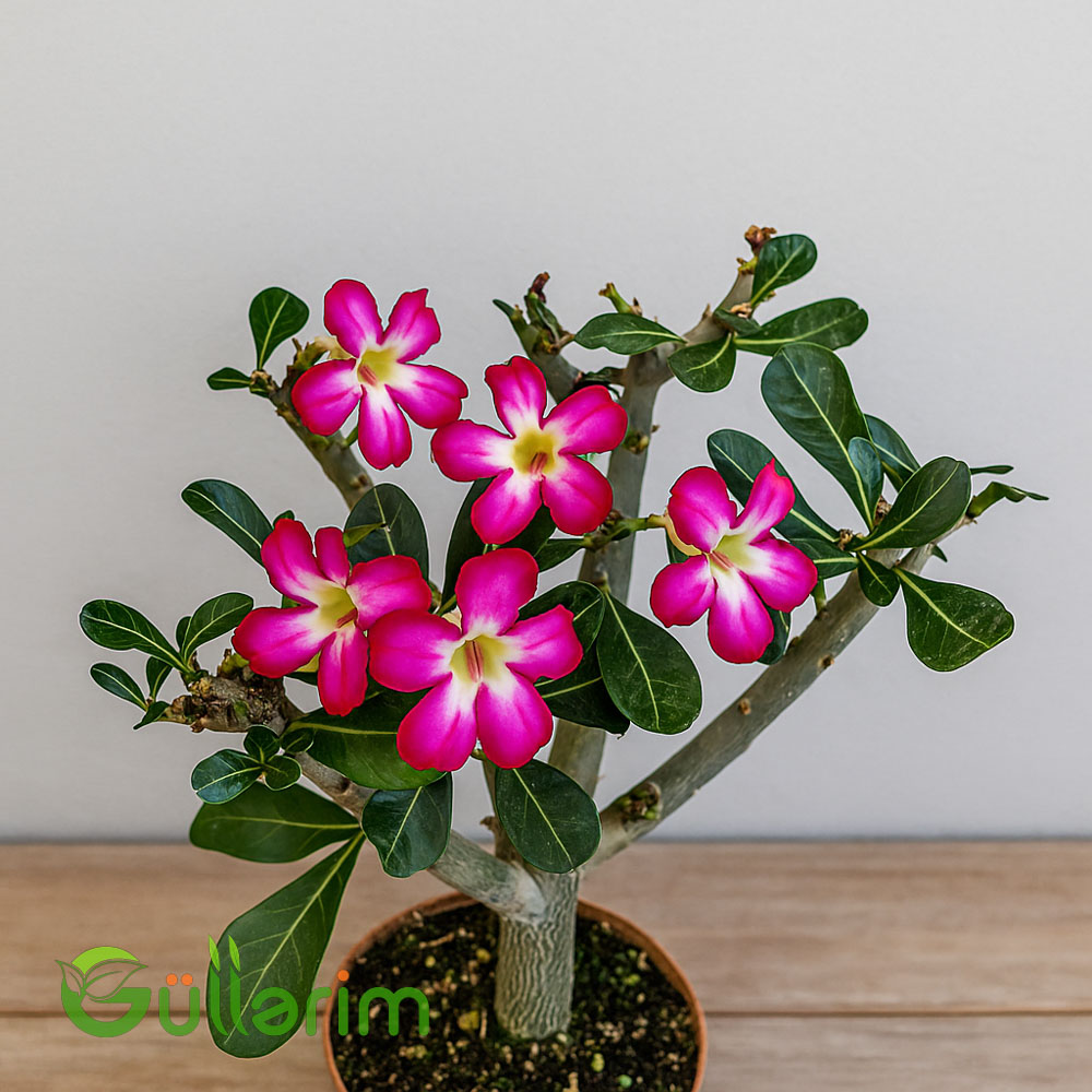 Adenium