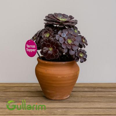 Qara gül sukulent (və ya Aeonium Zwartkop)