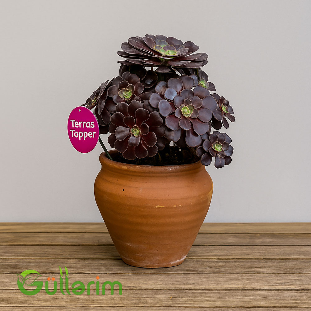 Qara gül sukulent (və ya Aeonium Zwartkop)