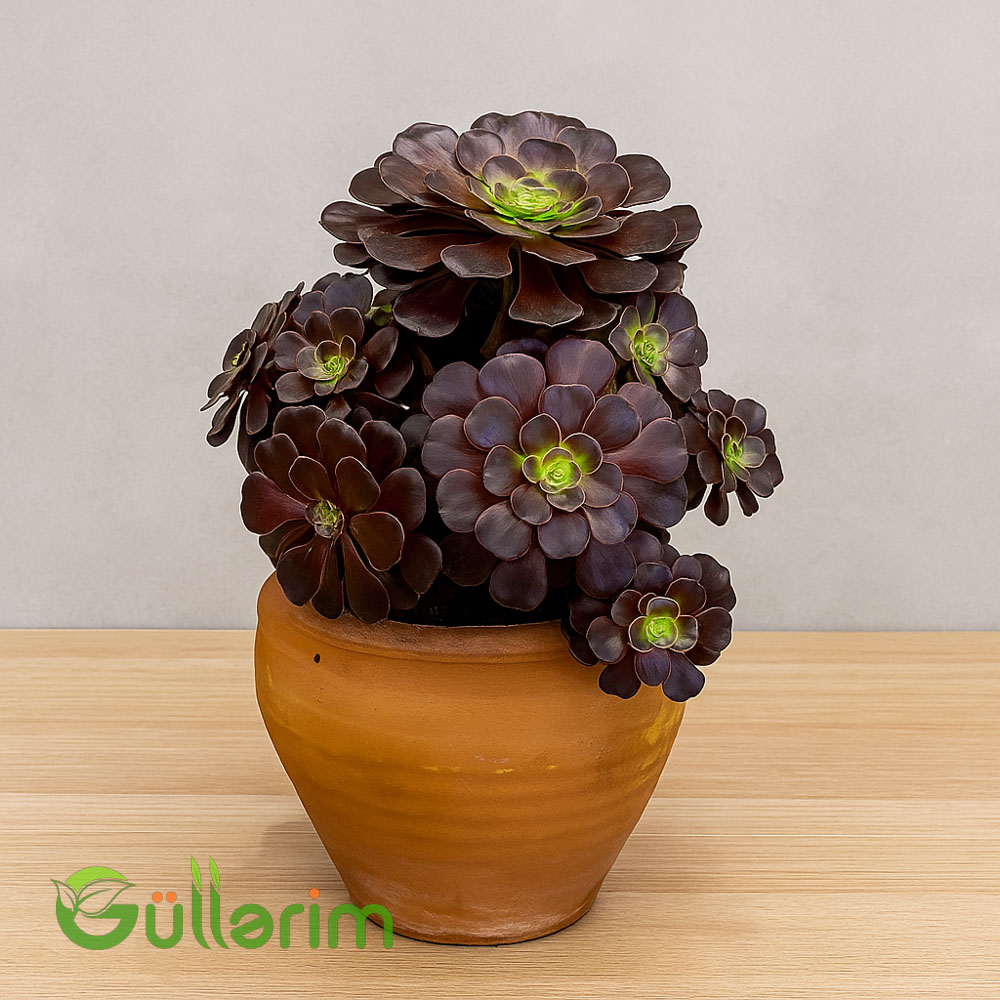 Qara gül sukulent (və ya Aeonium Zwartkop)