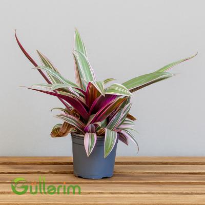 Tradescantia Spathacea
