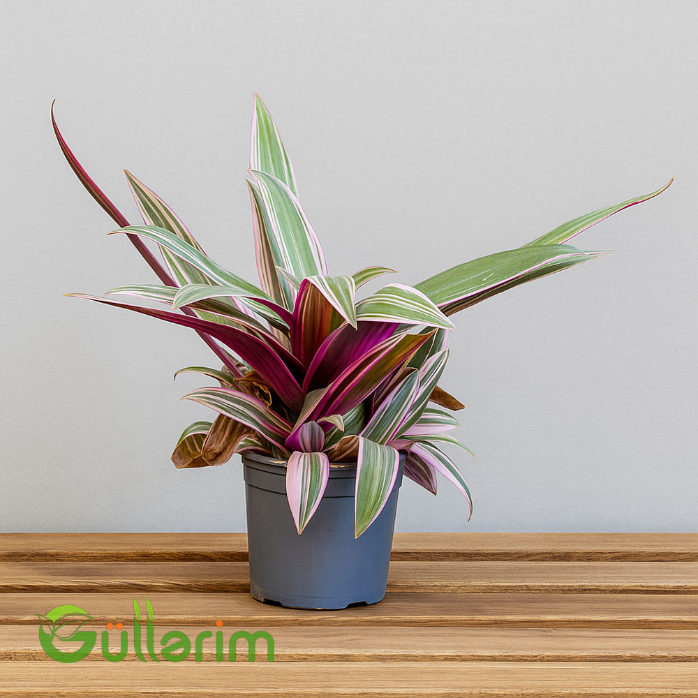 Tradescantia Spathacea