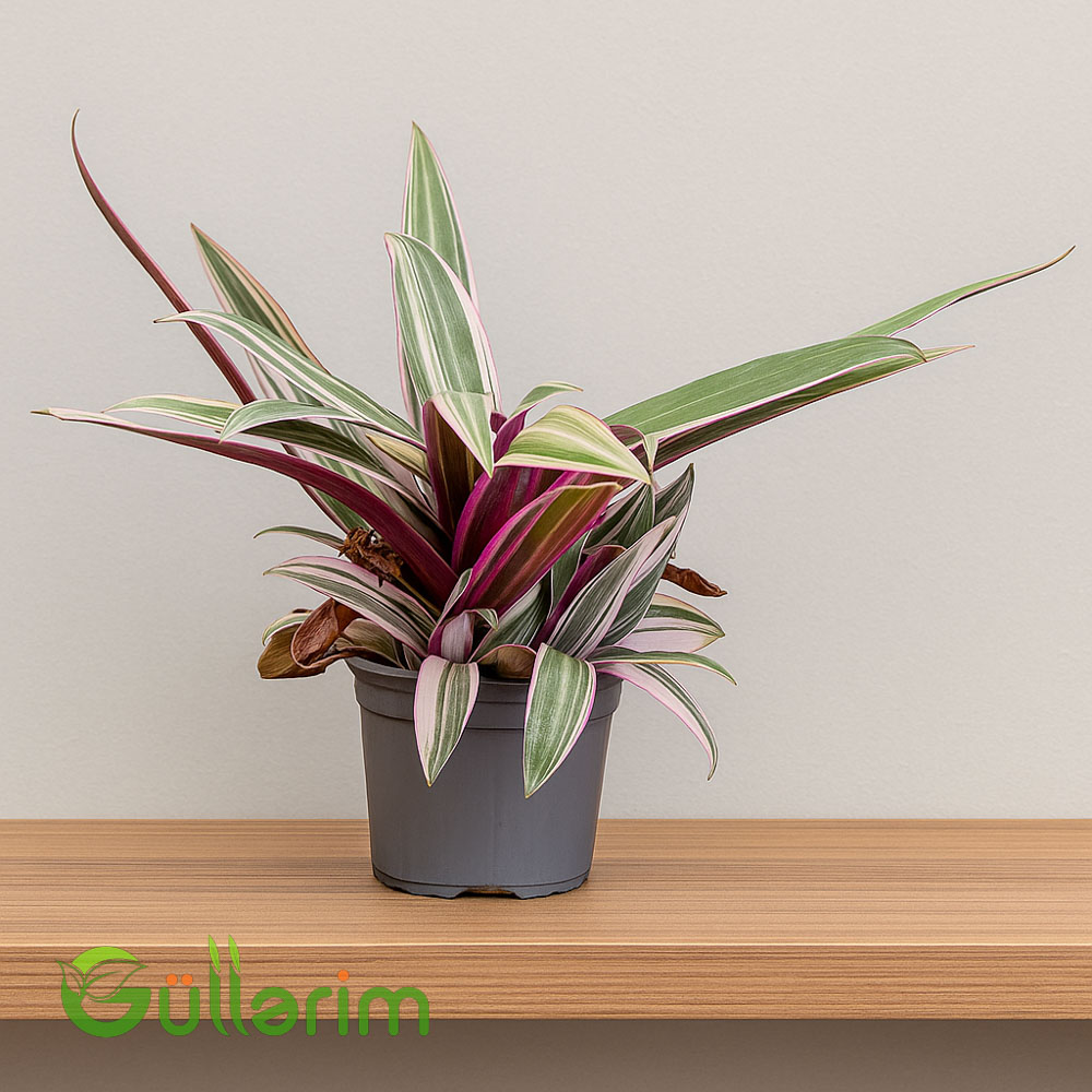 Tradescantia Spathacea