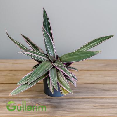 Tradescantia Spathacea