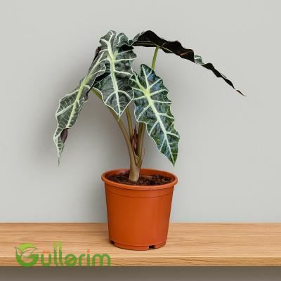 Alokaziya