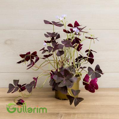 Üçyarpaq yonca (Oxalis triangularis)