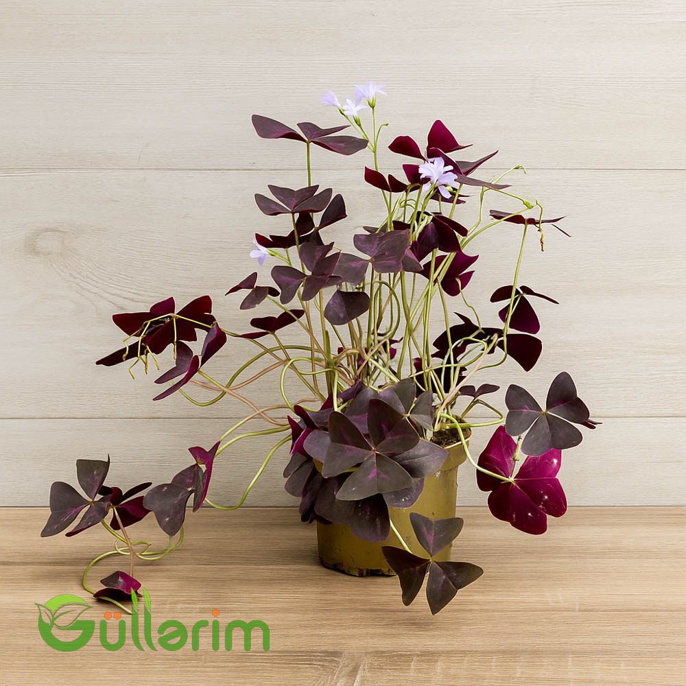 Üçyarpaq yonca (Oxalis triangularis)