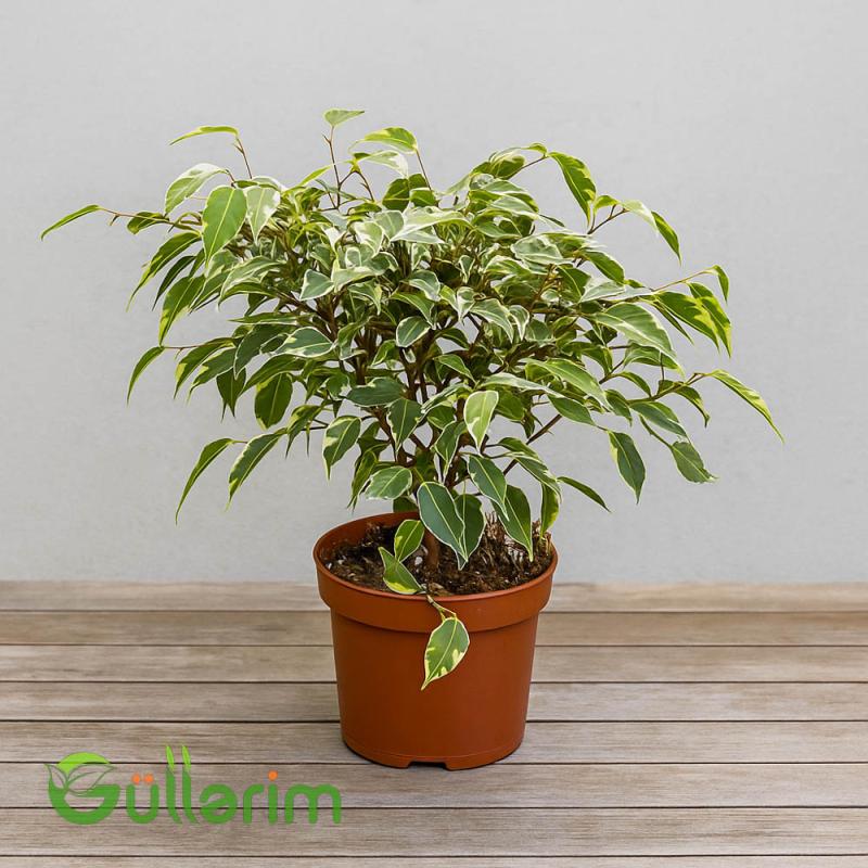 Ficus Benjamina (Fikus Benjamin)