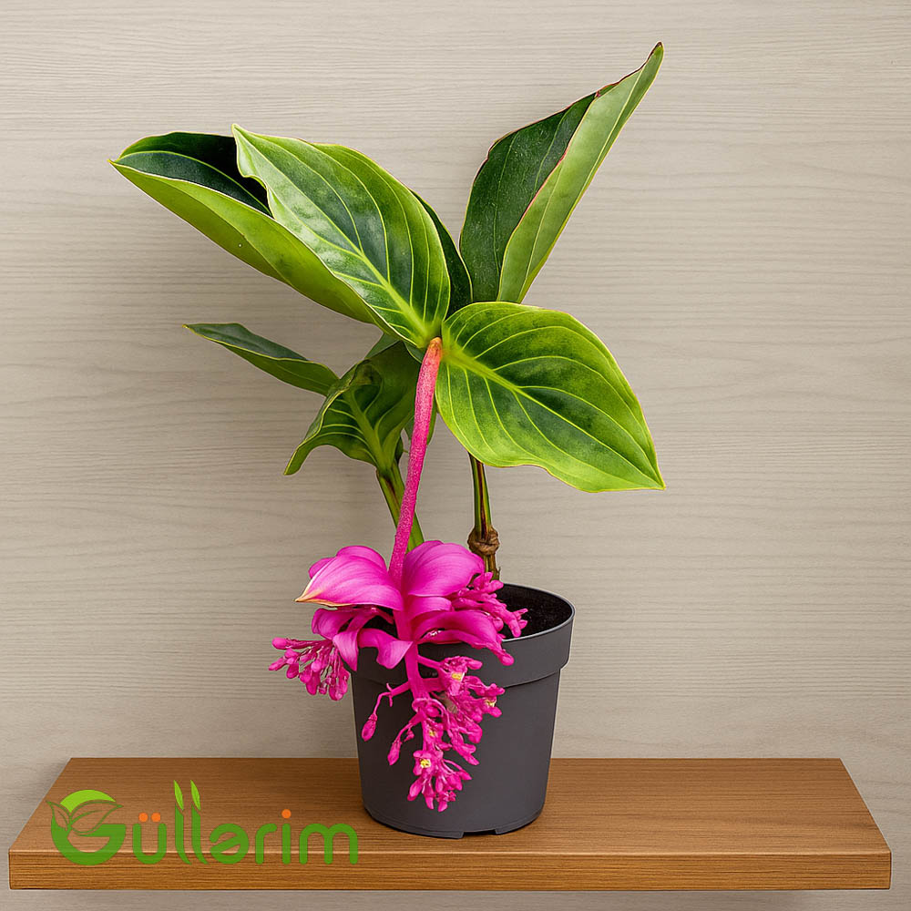 Medinilla Magnifica (Medinilla)