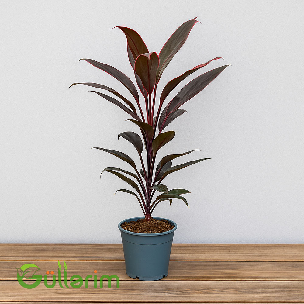 Kordilin frutikoza (Cordyline Fruticosa)