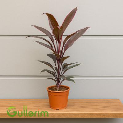 Kordilin frutikoza (Cordyline Fruticosa)