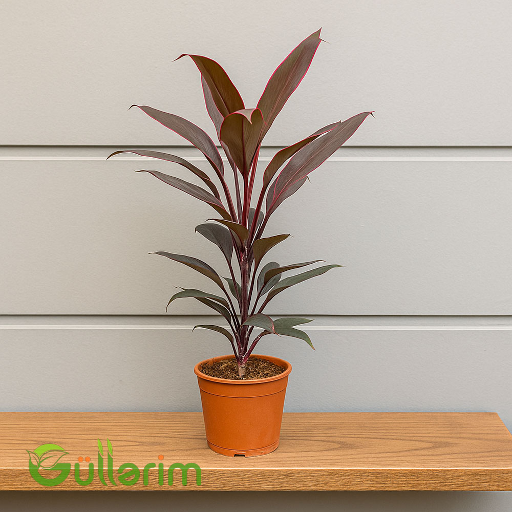 Kordilin frutikoza (Cordyline Fruticosa)
