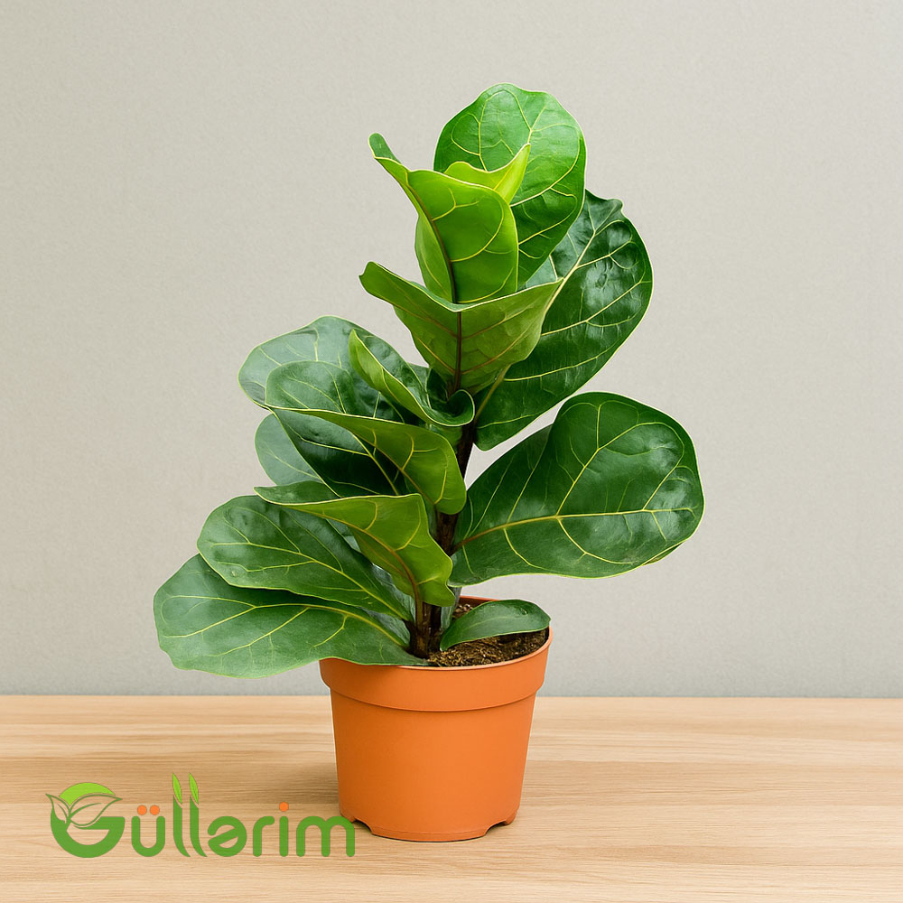 Ficus lyrata (Lirəyarpaqlı Fikus)