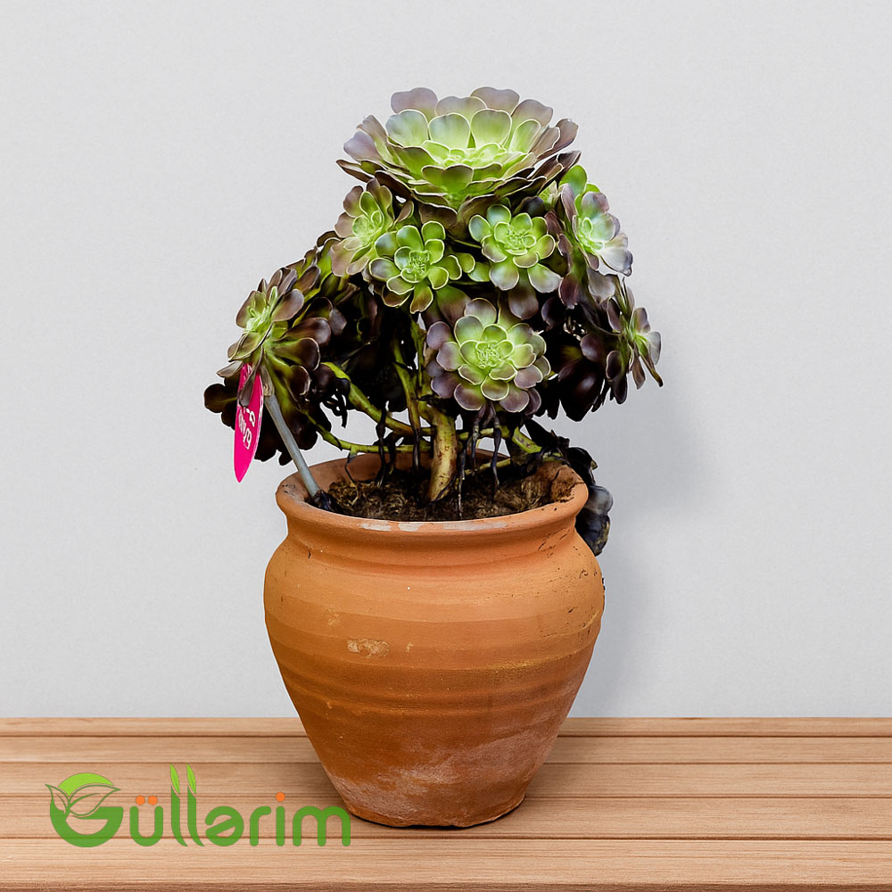 Aeonium