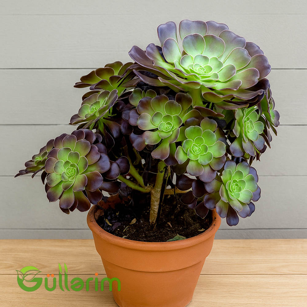 Aeonium