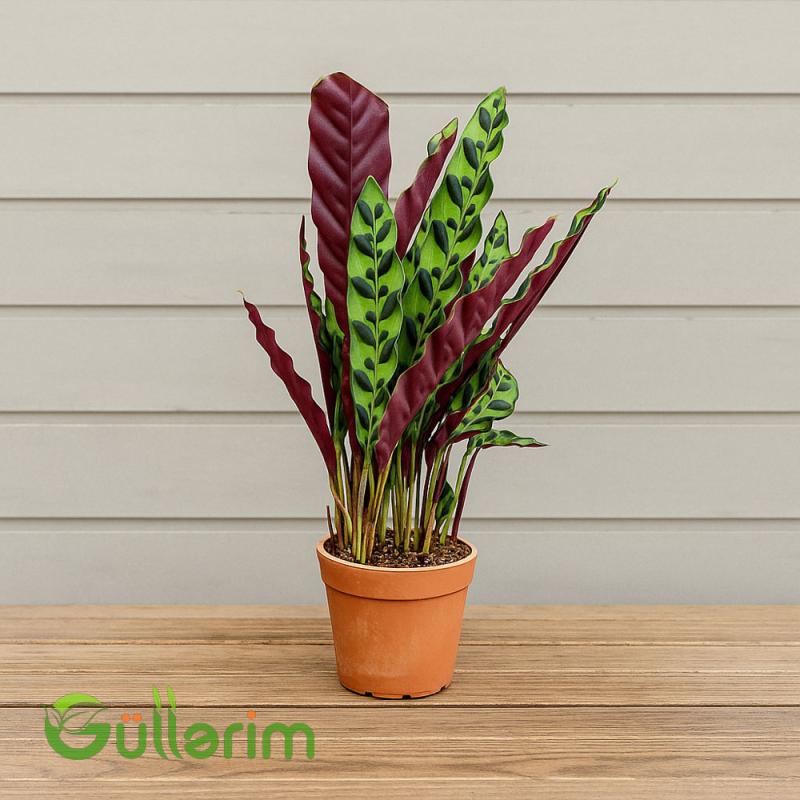 Kalateya (Goeppertia lancifolia)