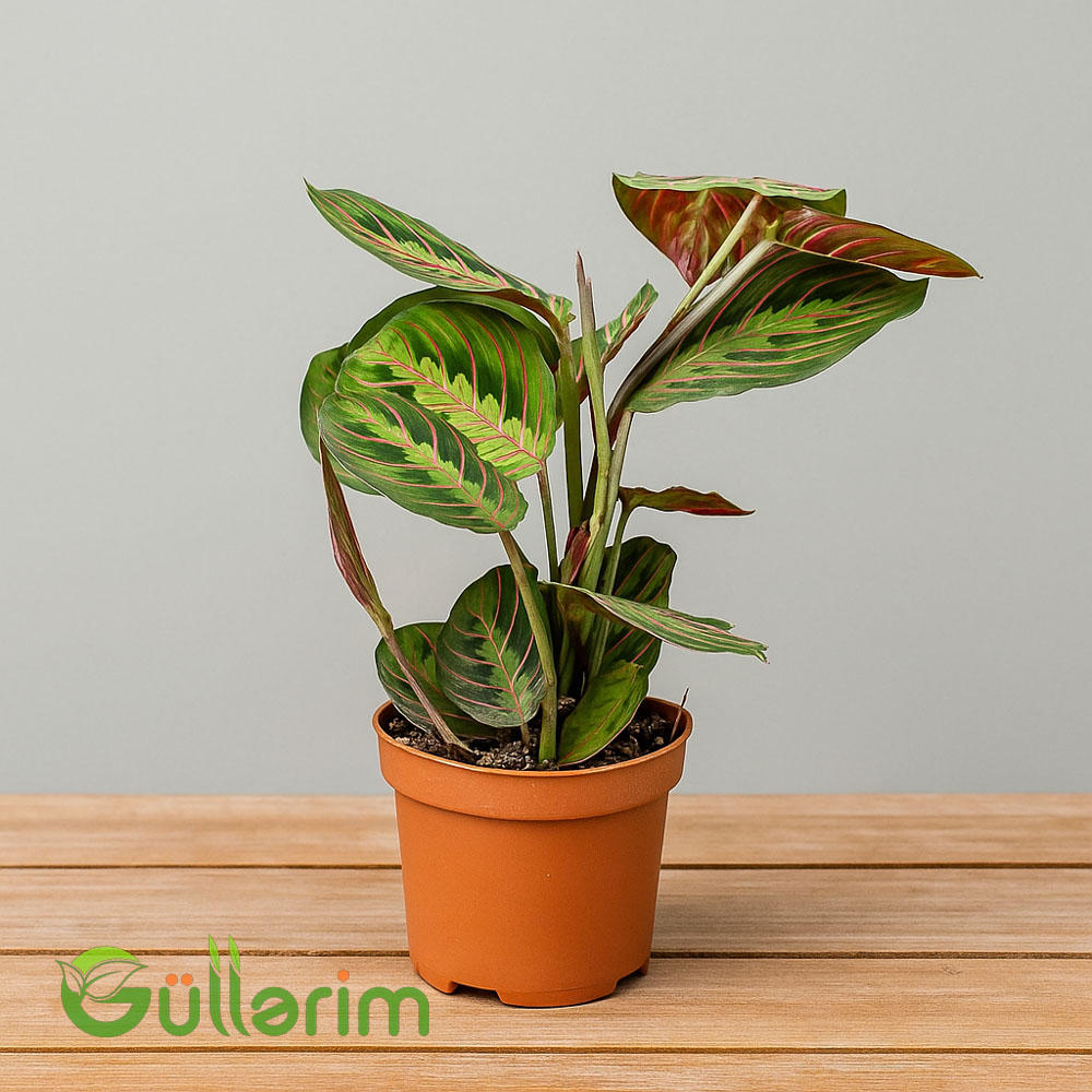 Maranta