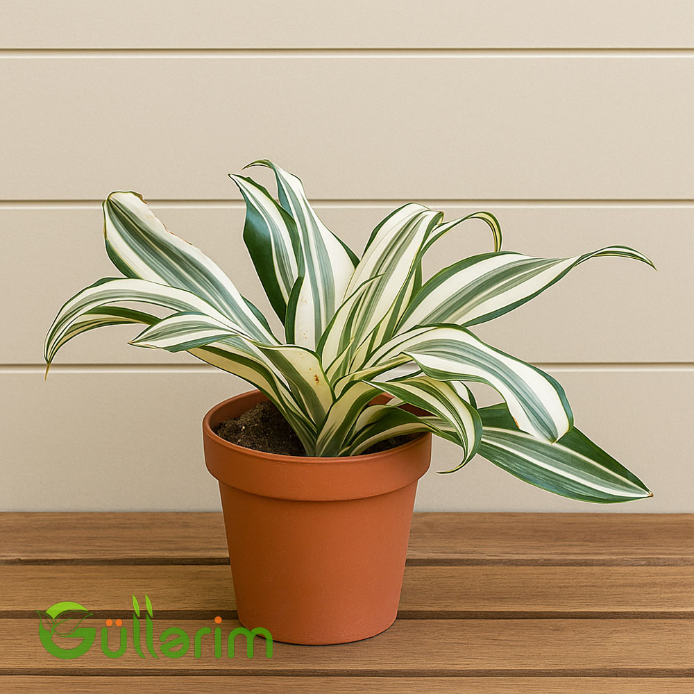 Dracaena fragrans (Zolaqlı Drasena)