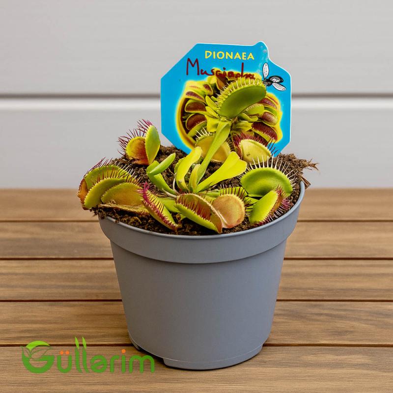 Venus Flytrap (Ət yeyən bitki)