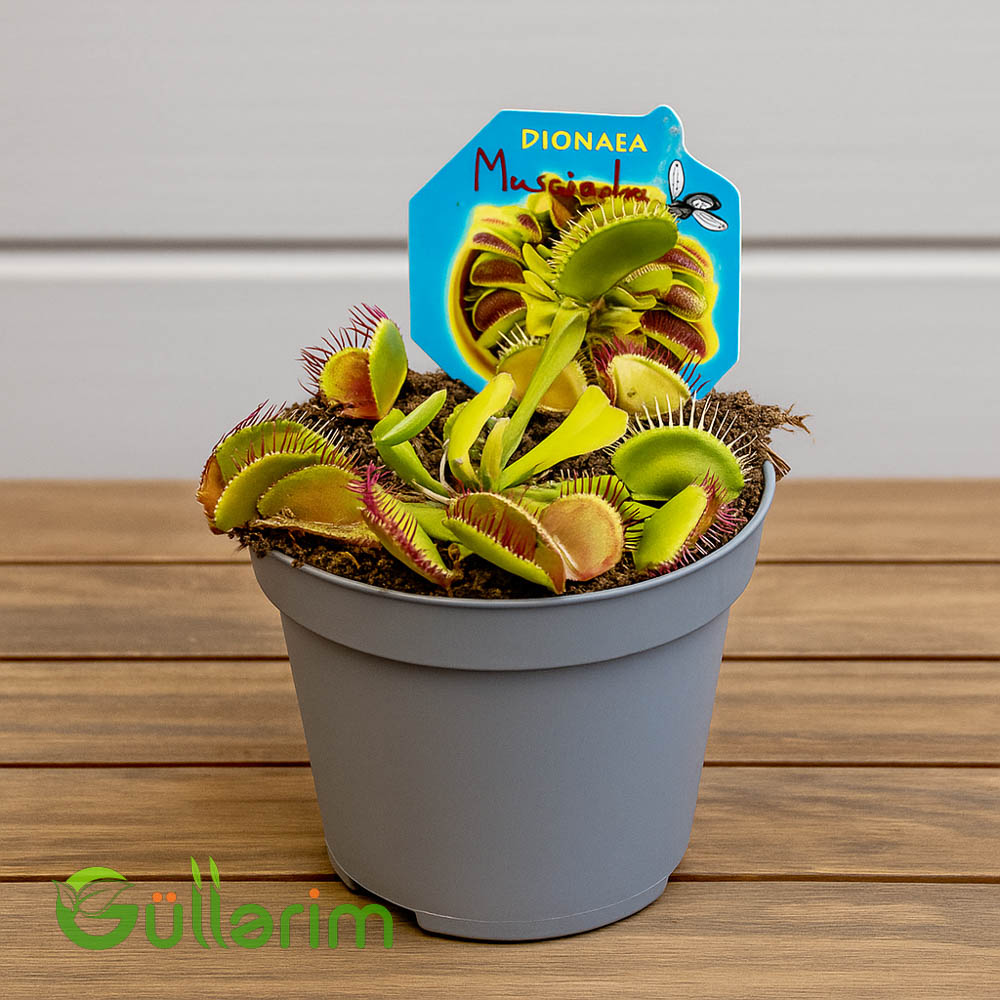 Venus Flytrap (Ət yeyən bitki)