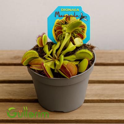 Venus Flytrap (Ət yeyən bitki)