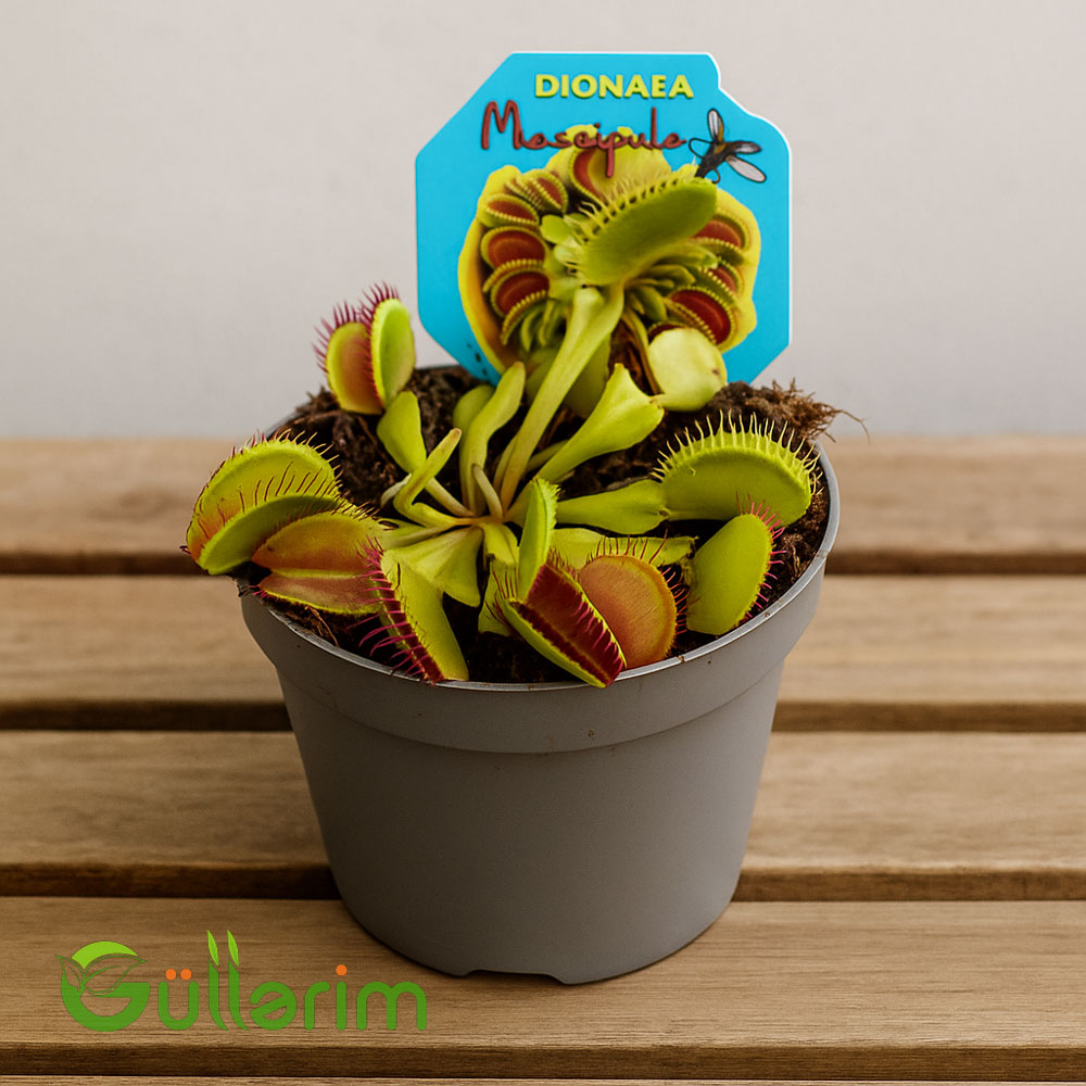 Venus Flytrap (Ət yeyən bitki)