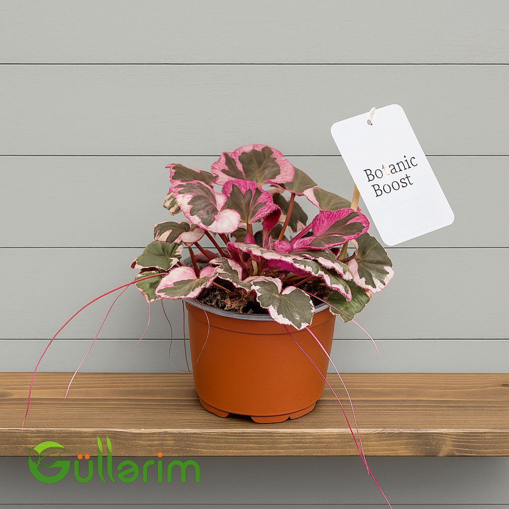 Begonia rex