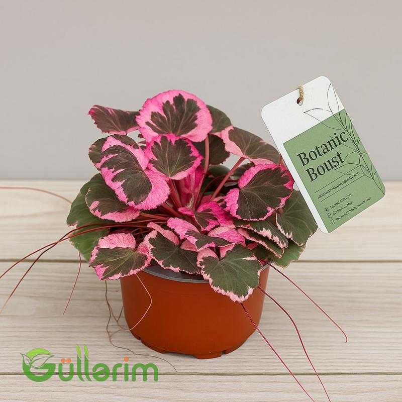 Begonia rex
