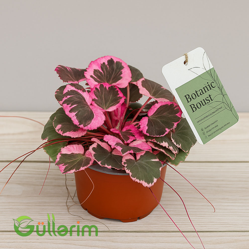 Begonia rex