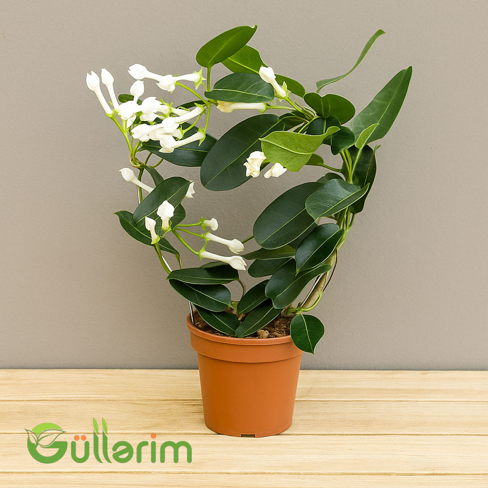Stephanotis floribunda (Madagascar Jasmine)