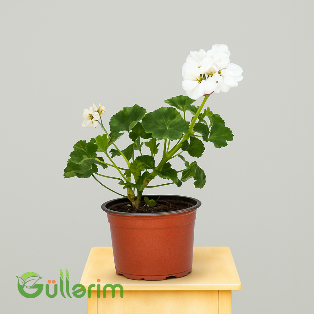 Qeranium (Pelargonium)