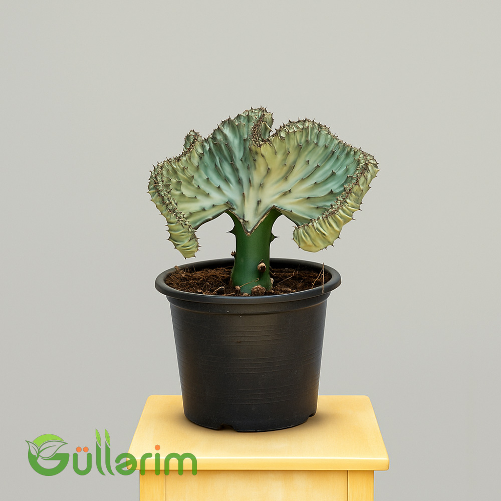 Merçan Kaktusu (Euphorbia Lactea 'Cristata')