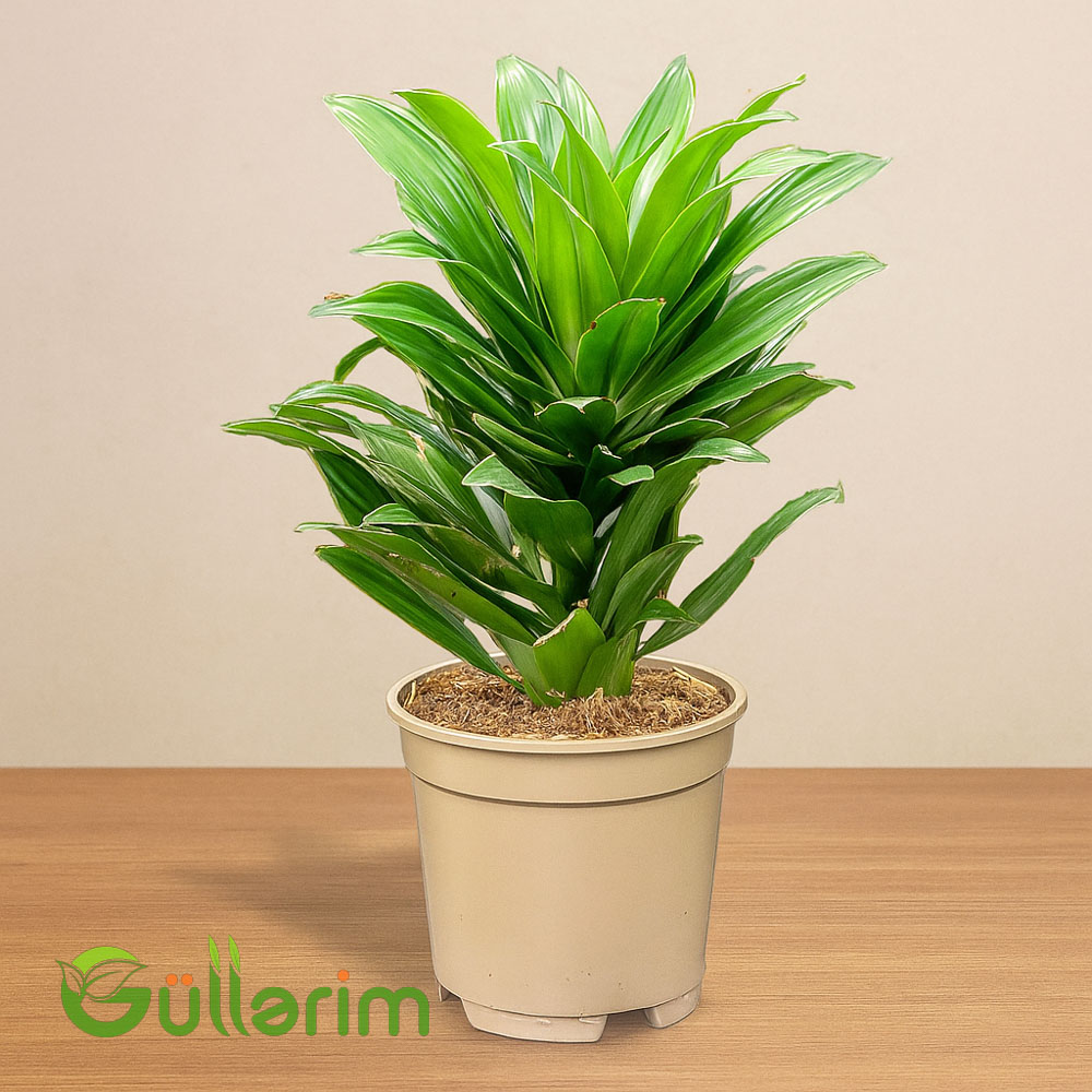 Dracaena (Drasena)