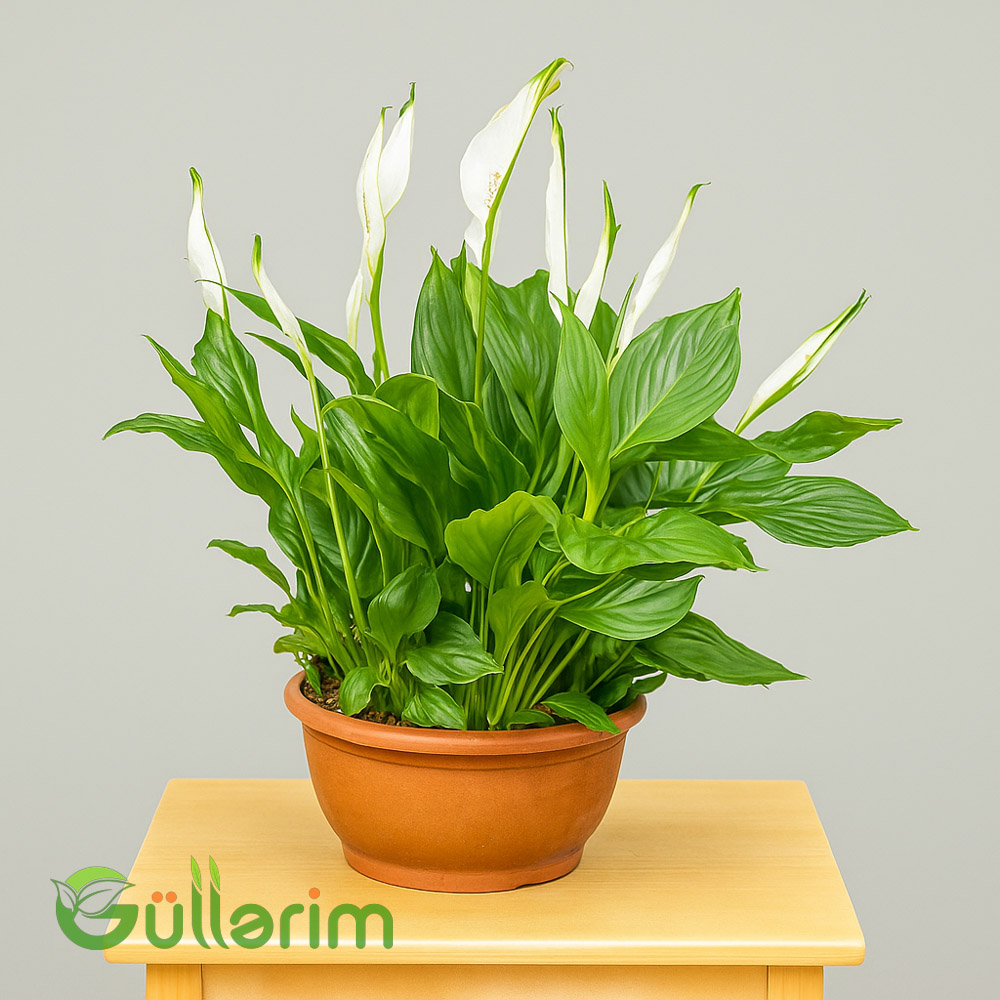 Spathiphyllum (Spatfelium)