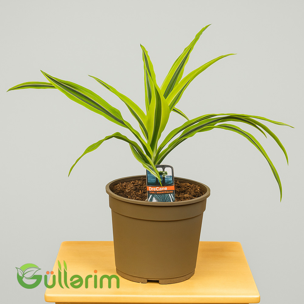 Dracaena (Əjdaha ağacı)