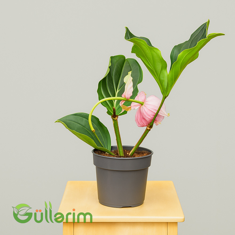 Medinilla magnifica (Rozalı Medinilla)