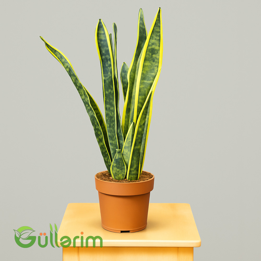 Sansevieria (Sansiveriya)