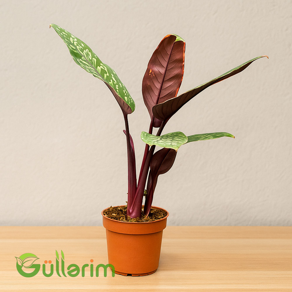 Philodendron erubescens (Philodendron) və ya Calathea Whitestar (Kalathea)