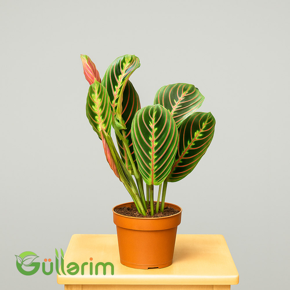 Maranta leuconeura (Maranta)