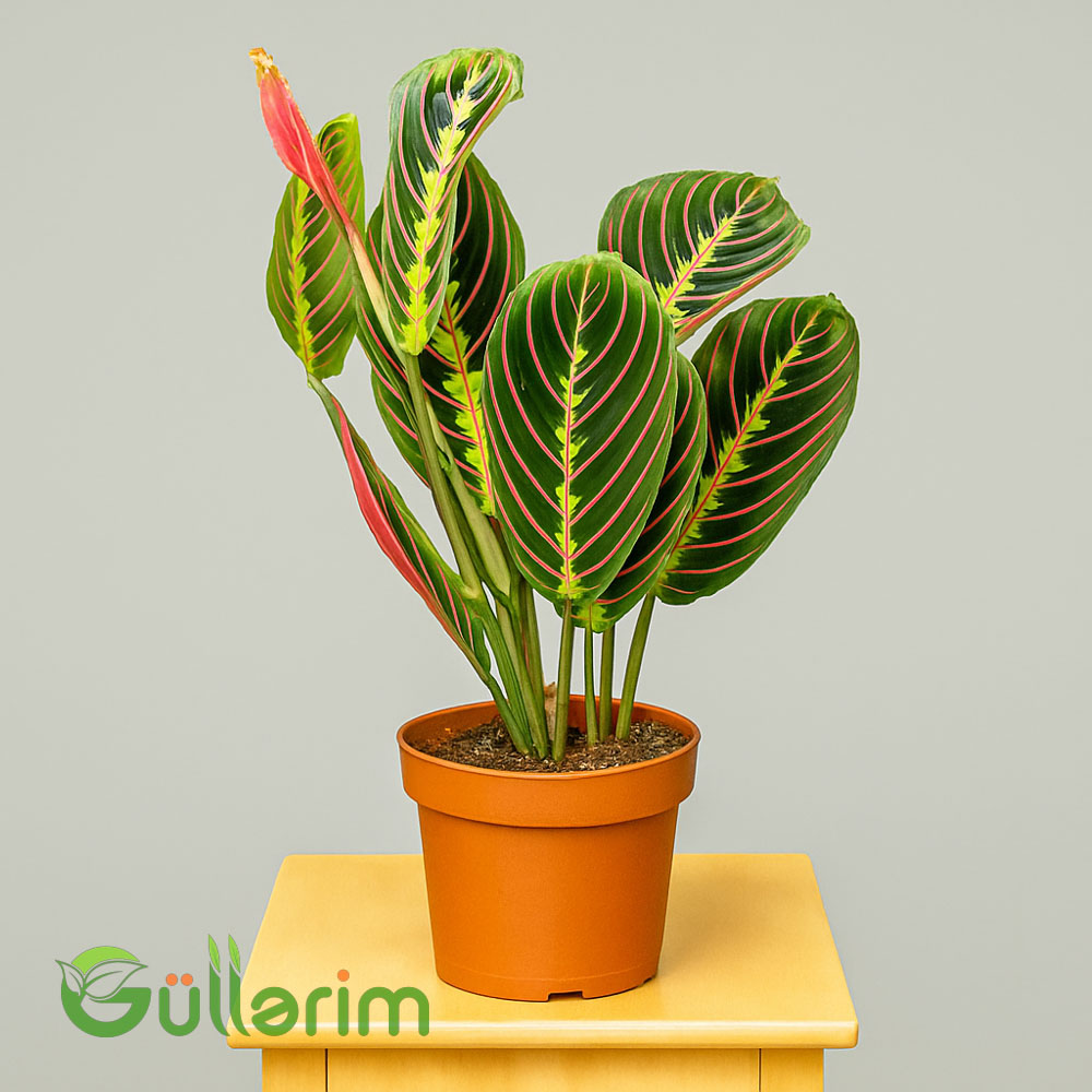 Maranta leuconeura (Maranta)