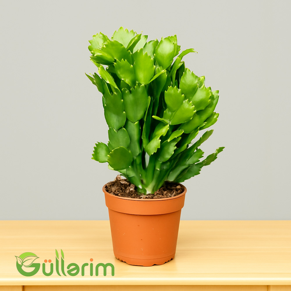Schlumbergera truncata (Dekabrist gülü)