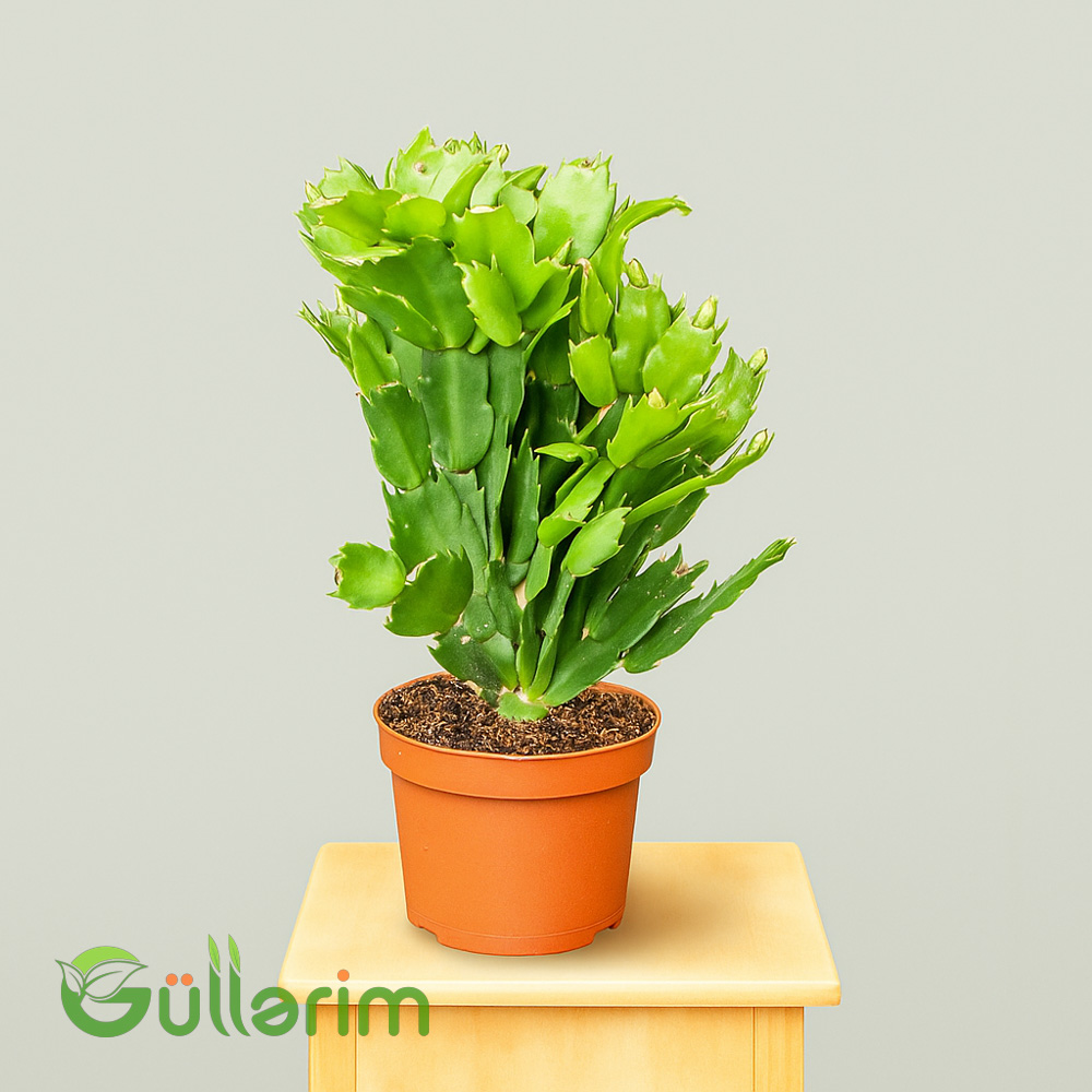 Schlumbergera truncata (Dekabrist gülü)
