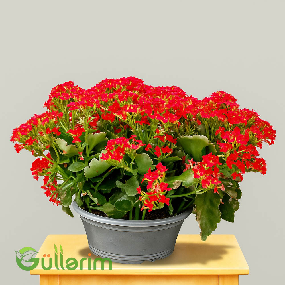 Kalanxoe blossfeldiana (Kalanxoe)