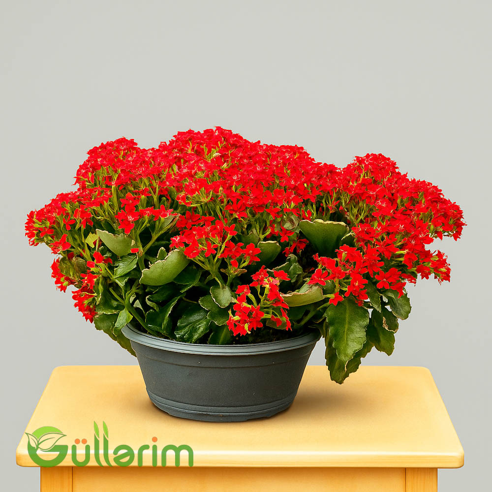 Kalanxoe blossfeldiana (Kalanxoe)
