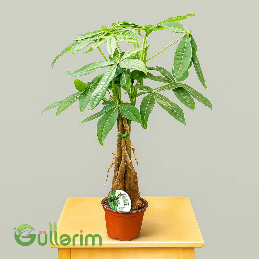 Pul ağacı (Pachira aquatica)