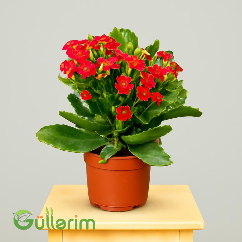 Kalanxoe blossfeldiana (Kalanxoe)