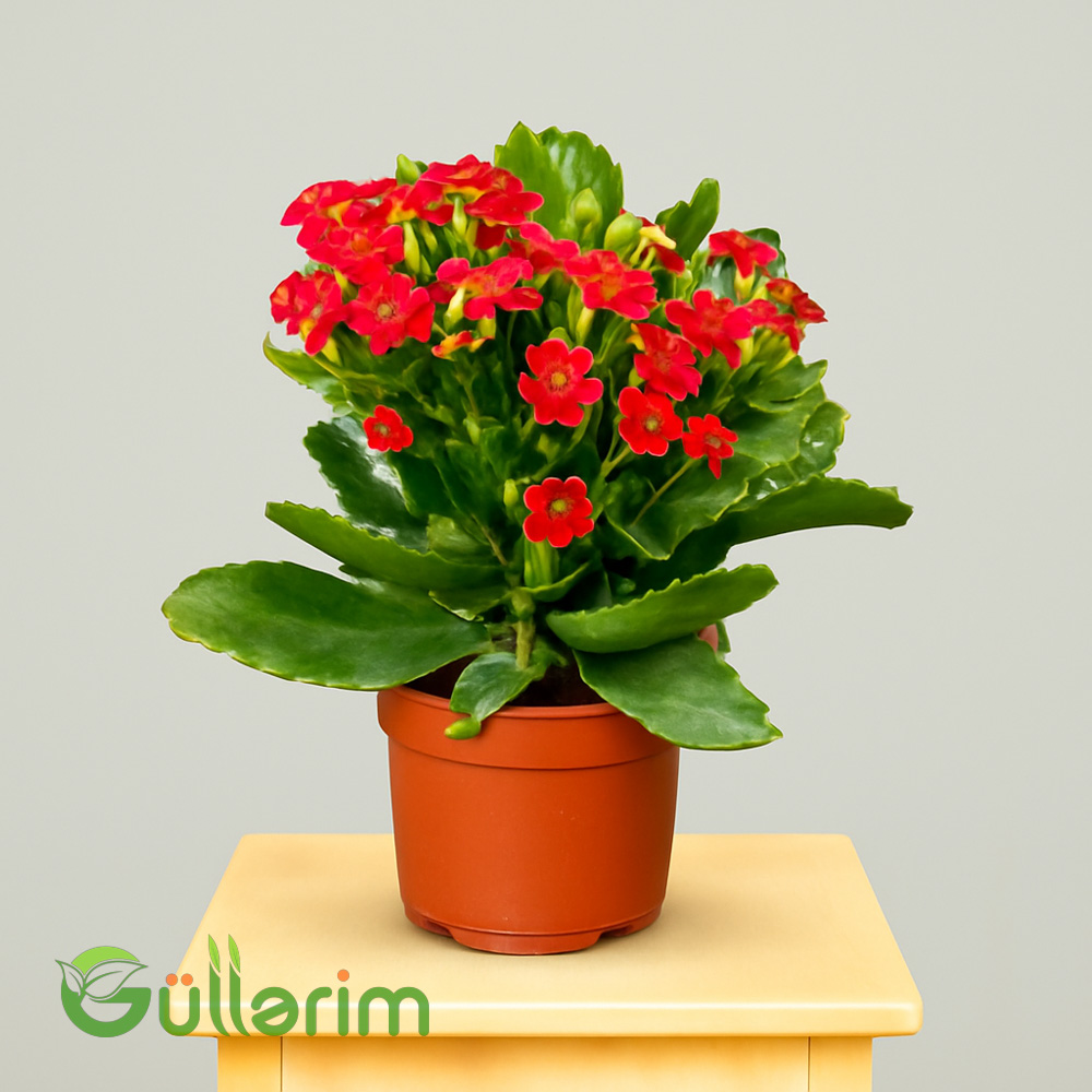 Kalanxoe blossfeldiana (Kalanxoe)