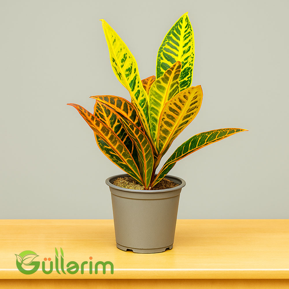 Kroton (Codiaeum variegatum)