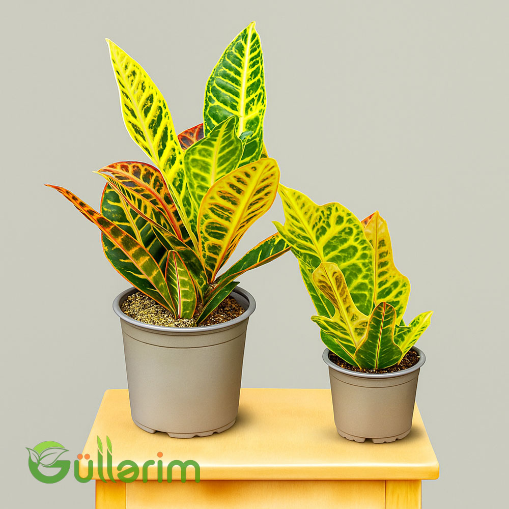 Kroton (Codiaeum variegatum)