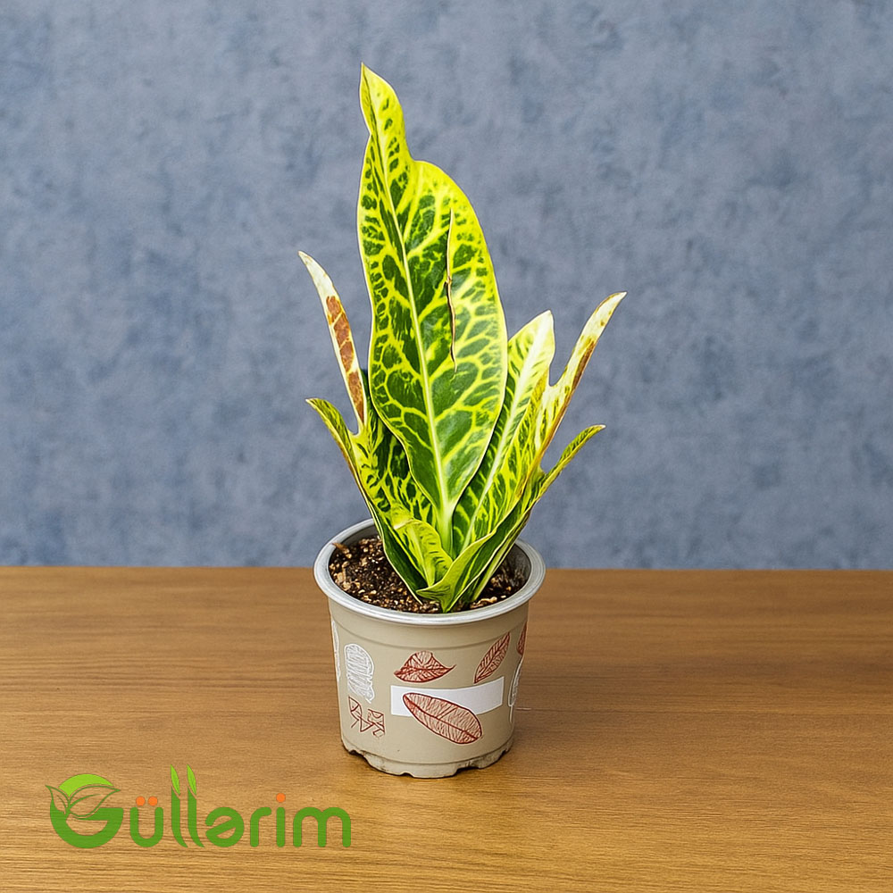 Kroton (Codiaeum variegatum)